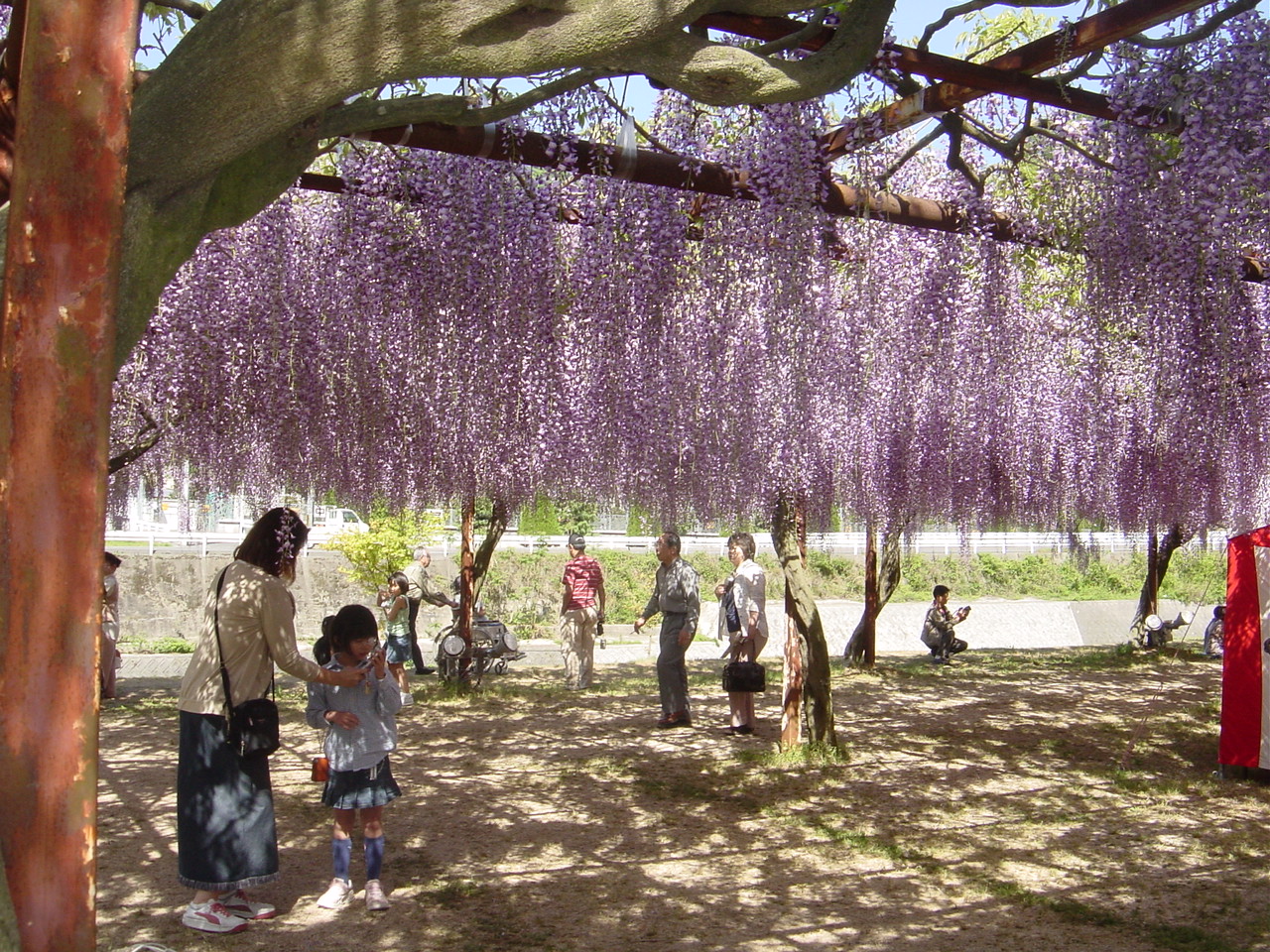 20090210 137以下藤の花